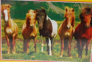 PUZZLE pucle pazl skládačka > varianta ISLAND PONYS