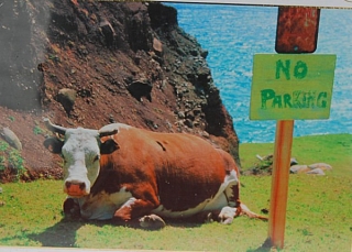 PUZZLE - edice ANIMALS > varianta NO PARKING