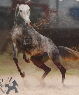 PUZZLE pucle pazl skládačka > varianta GROŠÁK ZÁDA
